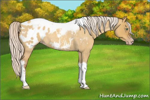 Horse Color:Gray Silver Amber Cream Champagne Roan Dun Splash Tobiano Frame Appaloosa Rabicano 