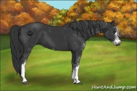 Horse Color:Black Sabino