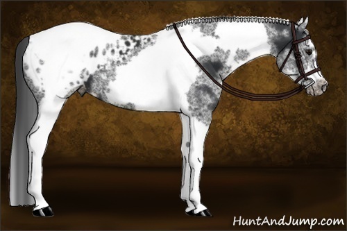 Horse Color:White Spotted Black Splash Tobiano Frame Appaloosa 