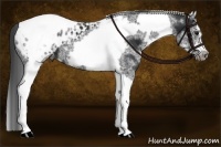 Horse Color:White Spotted Black Splash Tobiano Frame Appaloosa