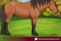 Horse Color:Bay 