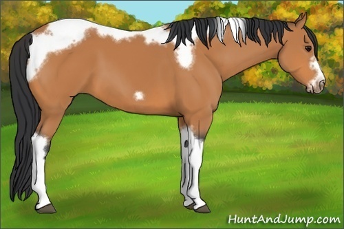 Horse Color:Bay Tobiano Frame 
