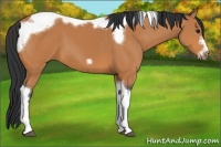 Horse Color:Bay Tobiano Frame 
