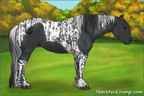 Horse Color:Black  and Black Tobiano 