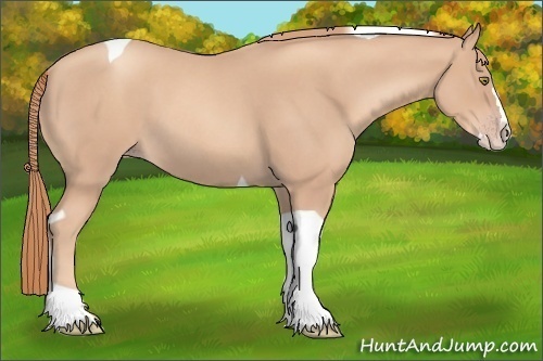 Horse Color:Gold Champagne Roan Splash Tobiano 