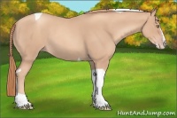Horse Color:Gold Champagne Roan Splash Tobiano