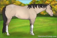 Horse Color:Amber Champagne Roan Dun 