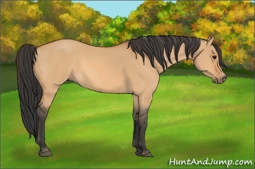 Horse Color:Bay Dun