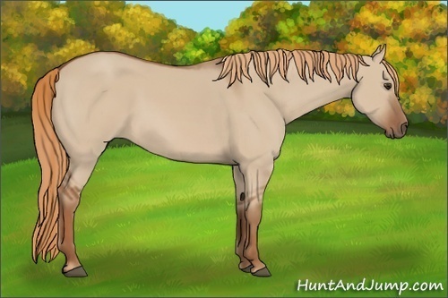 Horse Color:Red Dun