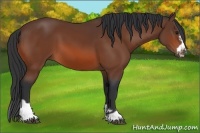 Horse Color:Bay Splash Frame