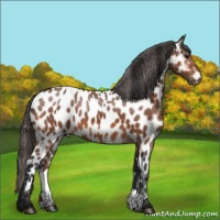 Horse Color:Bay Leopard 