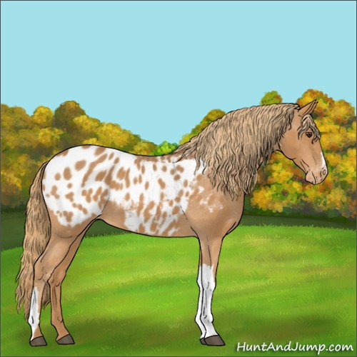 Horse Color:Chestnut Appaloosa 