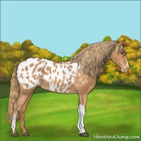 Horse Color:Chestnut Appaloosa