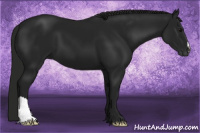 Horse Color:Gray Black 