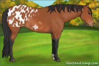 Horse Color:Bay Blanket