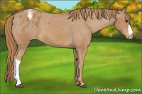 Horse Color:Chestnut Appaloosa 