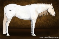 Horse Color:Gold Champagne Roan Dun Splash Tobiano Frame Near Leopard Rabicano