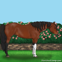 Horse Color:Gray Bay 