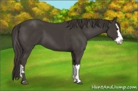 Horse Color:Smoky Black  and Smoky Black Splash 