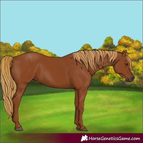 Horse Color:Gray Chestnut 
