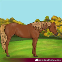 Horse Color:Gray Chestnut 