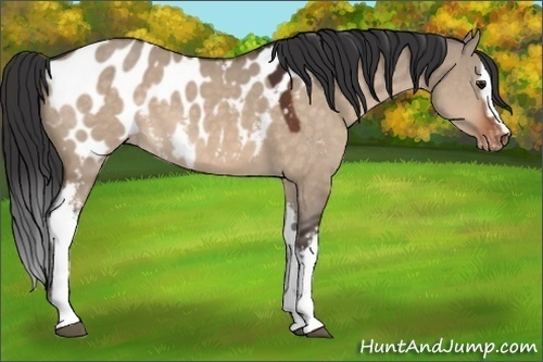 Horse Color:White Spotted Brown Dun Sabino Near Leopard