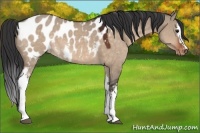 Horse Color:White Spotted Brown Dun Sabino Near Leopard 