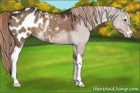 Horse Color:White Spotted Liver Red Dun Sabino Blanket