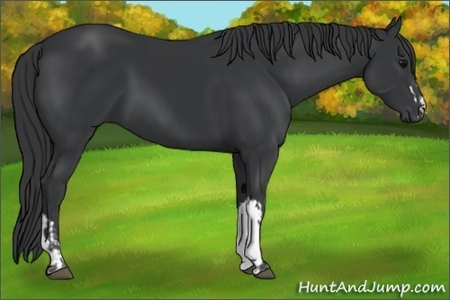 Horse Color:Black  and Black 