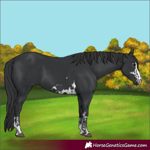 Horse Color:Black and Black