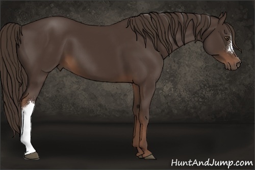 Horse Color:Liver Chestnut 