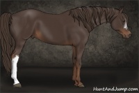 Horse Color:Liver Chestnut 