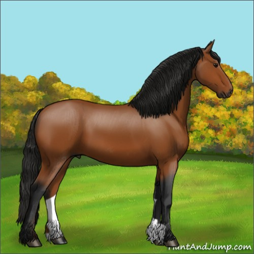 Horse Color:Gray Bay 