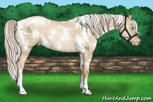 Horse Color:White Spotted Chocolate Palomino Pearl Dun 