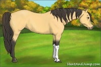 Horse Color:Buckskin 