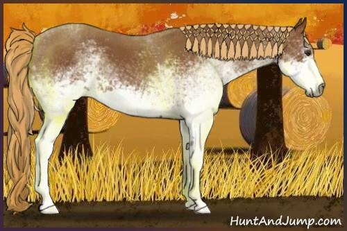 Horse Color:Gray White Spotted Chestnut 
