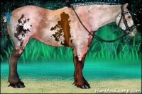 Horse Color:White Spotted Chestnut 