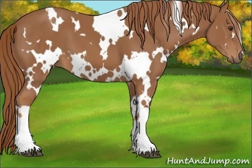 Horse Color:White Spotted Chestnut 
