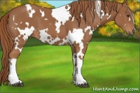 Horse Color:White Spotted Chestnut 
