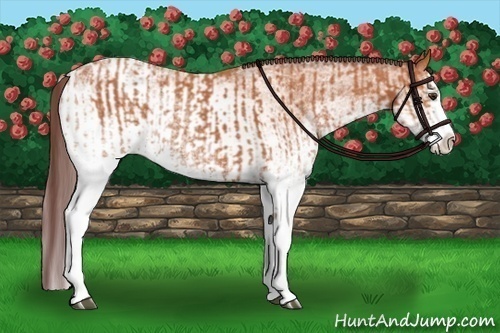 Horse Color:White Spotted Chocolate Bay Splash  and White Spotted Chocolate Bay Splash Appaloosa 