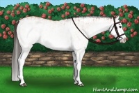 Horse Color:White Spotted Bay Splash  and White Spotted Bay Splash Rabicano 