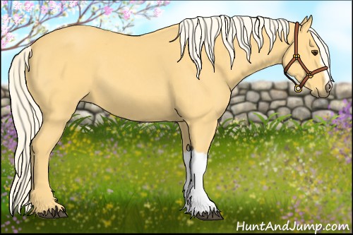 Horse Color:Palomino