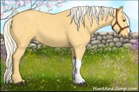 Horse Color:Palomino 