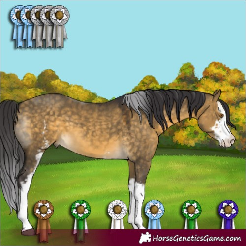 Horse Color:White Spotted Buckskin Dun Sabino 