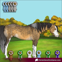 Horse Color:White Spotted Buckskin Dun Sabino 