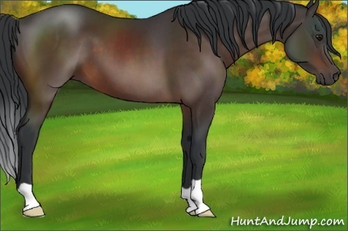 Horse Color:Brown 