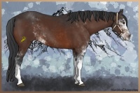 Horse Color:Brown Sabino 
