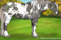 Horse Color:White Spotted Silver Black 