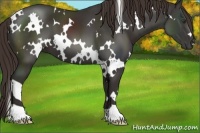 Horse Color:White Spotted Liver Chestnut 