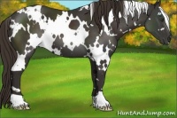 Horse Color:White Spotted Liver Chestnut 